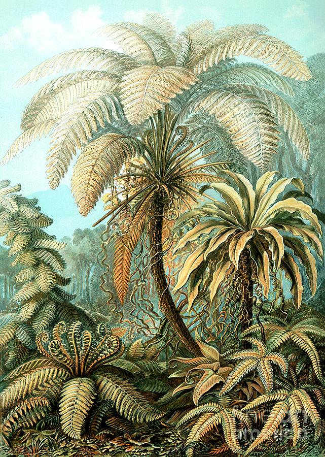 Ernst Haeckel - Filicinae - Platycerium #1 Painting by Alexandra Arts