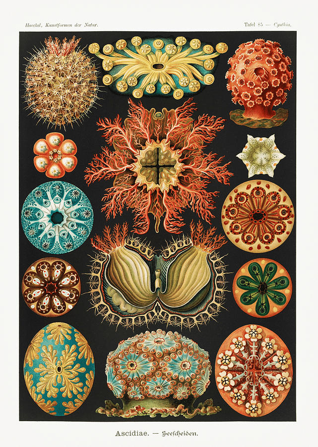 Ernst Haeckel Illustrations Mixed Media by Beautiful Nature Prints