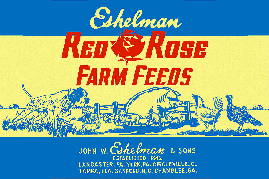 Eshelman Red Rose Farm Feeds #1 Drawing by Anne Thurston