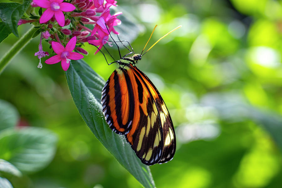 Eueides Isabella Butterfly Photograph by Jean Haynes - Fine Art America