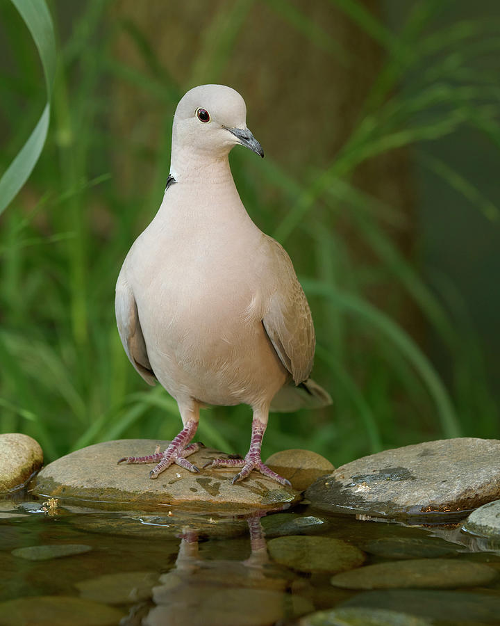 Eurasian CollaredDove, Sacramento County California Photograph by Doug