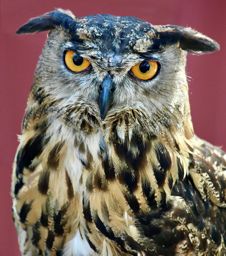 Owl Photograph - Eurasian Eagle Owl #1 by Richard Bryce and Family