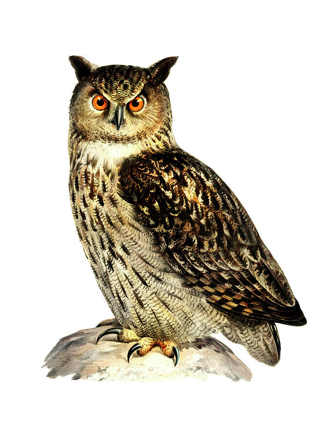 Eurasian Eagle-owl Drawing