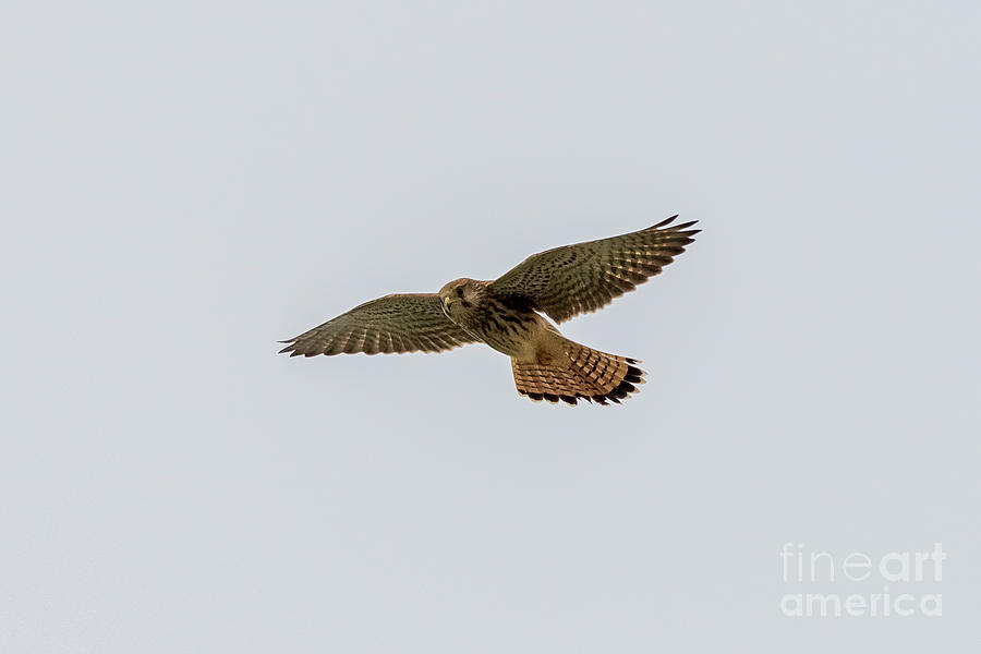 Eurasian Kestrel Falco tinnunculus Costa Ballena Cadiz Photograph by Pablo Avanzini