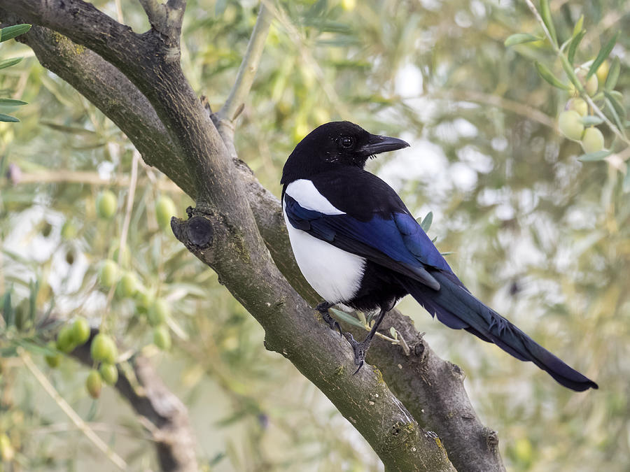 Eurasian Magpie / European Magpie / Common Magpie , standing  on a branch  . Spain, Europe. #1 Photograph by Jose A. Bernat Bacete