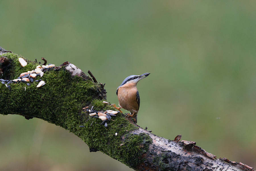 Eurasian nuthatch #1 Photograph by Lues01