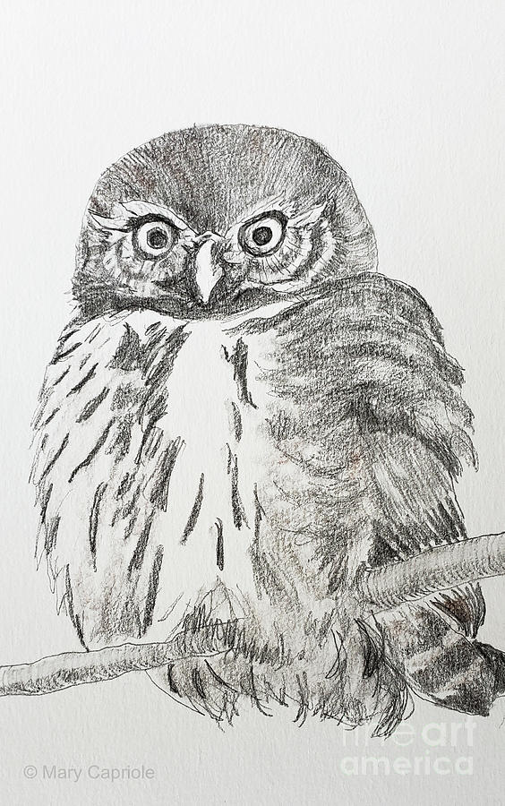 Eurasian Pygmy owl #1 Drawing by Mary Capriole