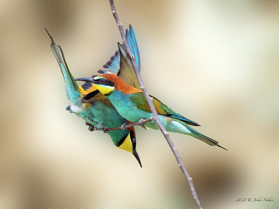 Wildlife Photograph - European bee-eater - Merops apiaster #1 by Jivko Nakev