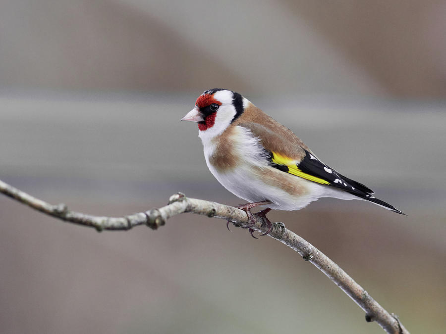 European goldfinch on a branch Photograph by Jouko Lehto