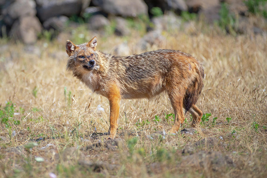 Wildlife Photograph - European jackal - Canis aureus moreoticus #1 by Jivko Nakev