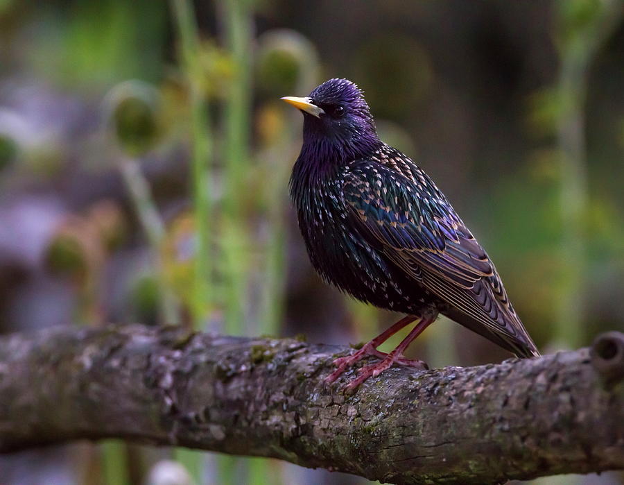 European or common starling, sturnus vulgaris #1 Photograph by Elenarts - Elena Duvernay photo