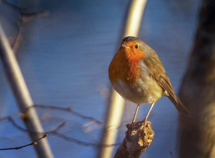 European Robin, Erithacus Rubecula, Or Robin Redbreast, Perched On A Branch Photograph