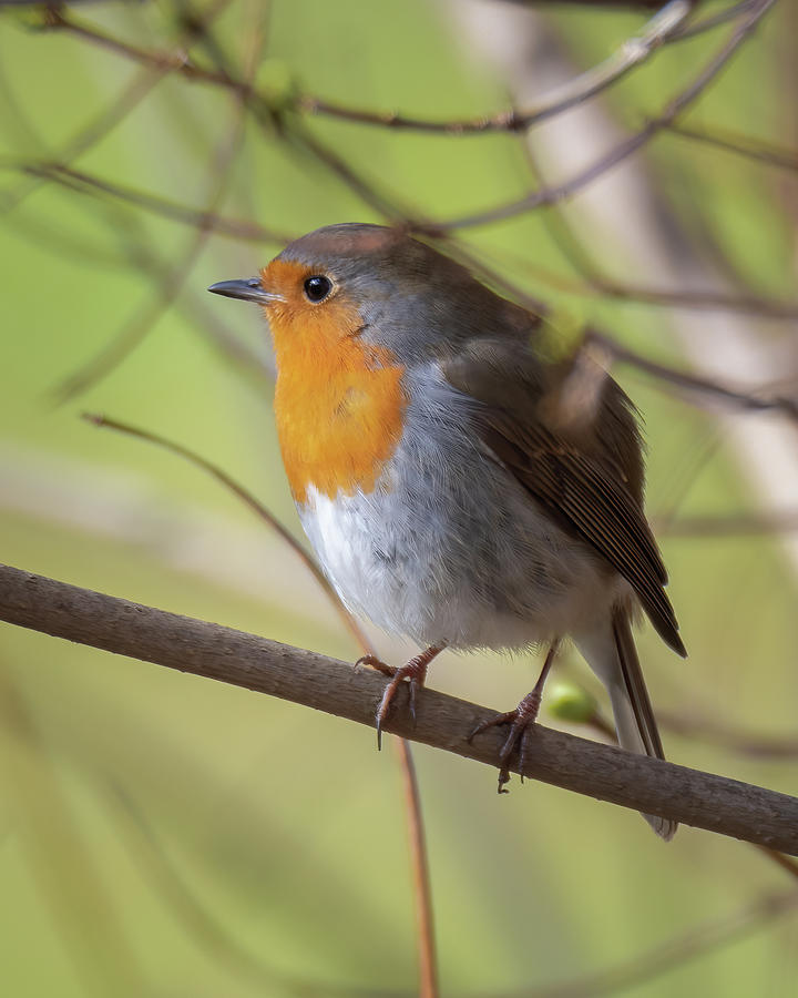 European robin Photograph by Inerro Land - Fine Art America