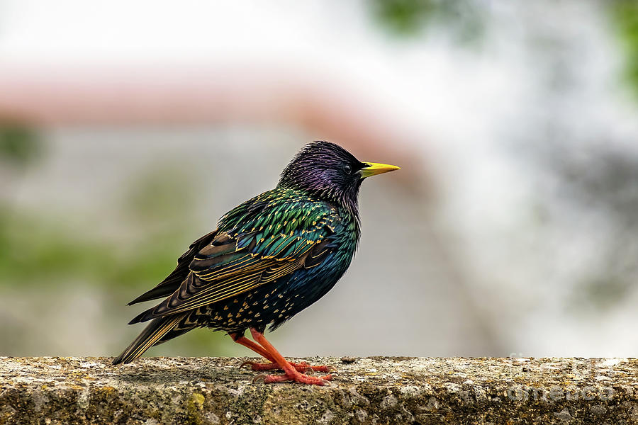 European Starling #1 Photograph by Adrian Evans