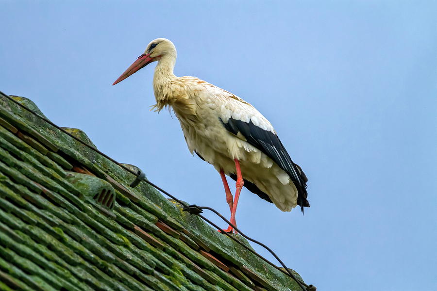 European white stork, ciconia #1 Photograph by Elenarts - Elena Duvernay photo