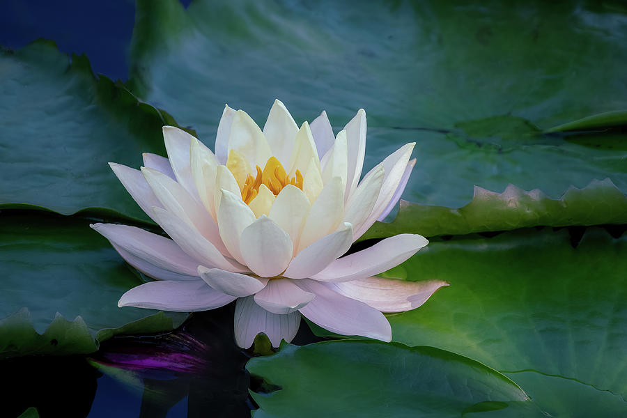 Evening Waterlily 2 Photograph by Julie Palencia