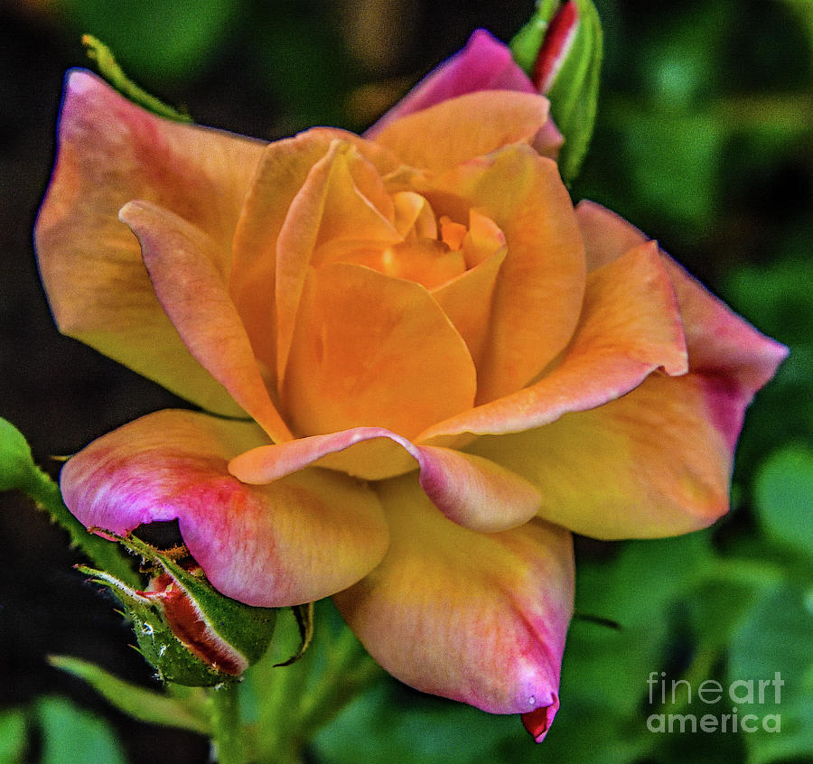 Ever Changing Joseph's Coat Of Many Colors Photograph by Cindy Treger