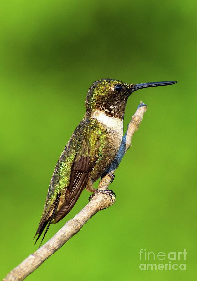 Ever Vigilant Ruby-throated Hummingbird Photograph