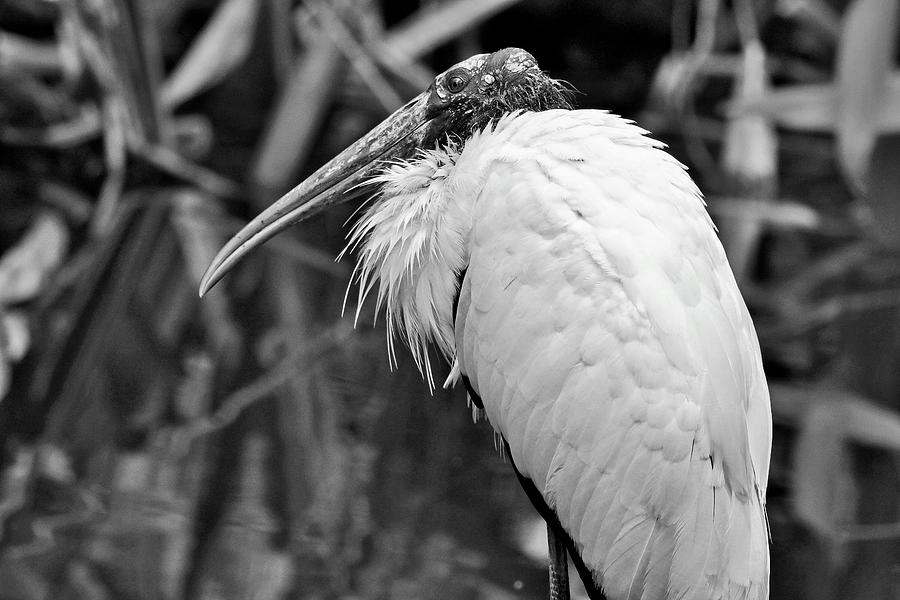 Everglades Wood Stork #2 Photograph by Michiale Schneider