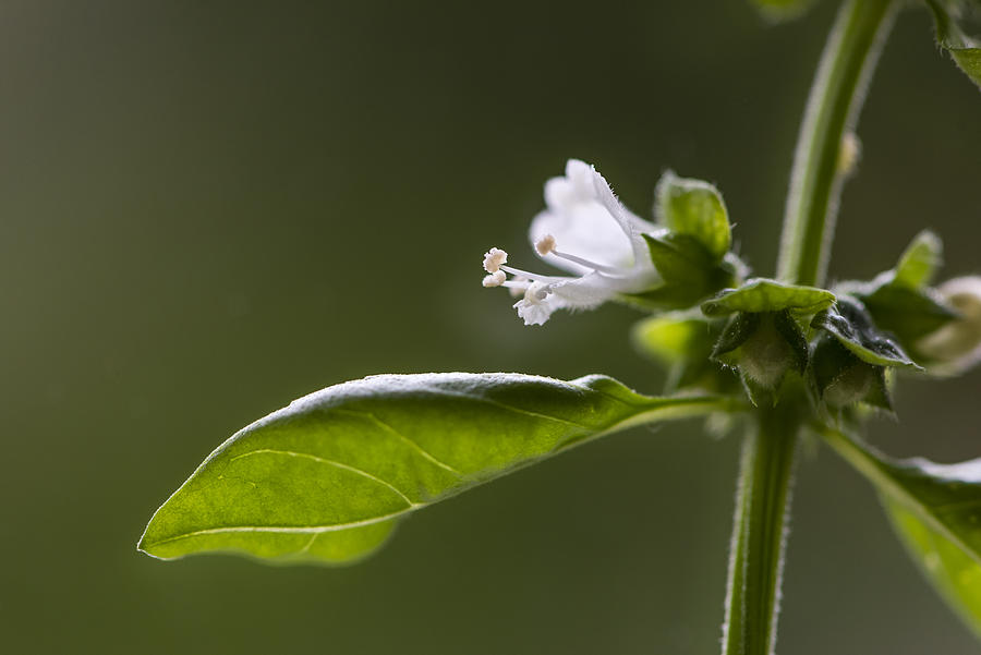 Extreme close-up of Basil herb plant and blossom #1 Photograph by Thamerpic