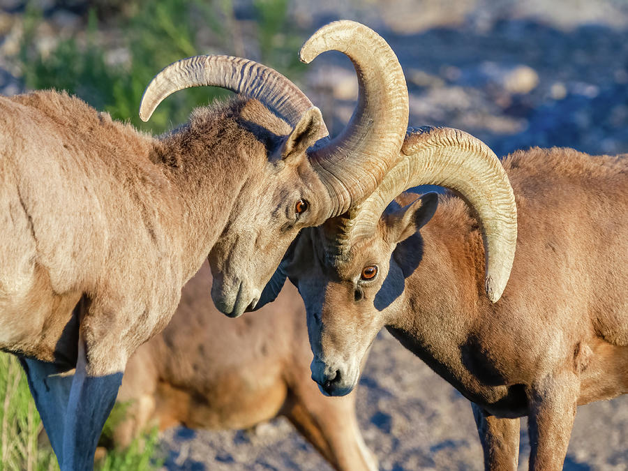 Eye to Eye Photograph by James Marvin Phelps - Fine Art America