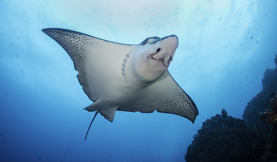 Face of an eagle ray #1 Photograph by By Wildestanimal