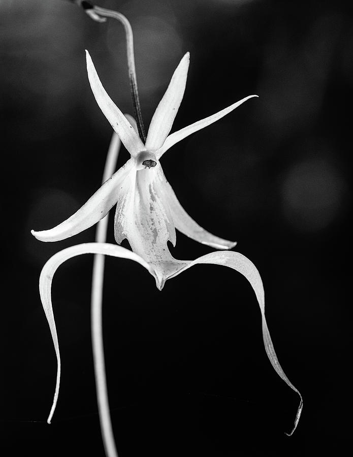 Fading Ghost Orchid BW #1 Photograph by Rudy Wilms