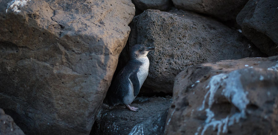 Fairy penguin at St.Kilda beach, Melbourne. #1 Photograph by Boy_Anupong