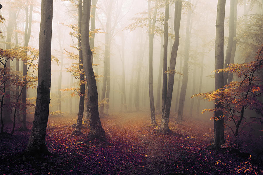 Fairy tale forest #1 Photograph by Toma Bonciu