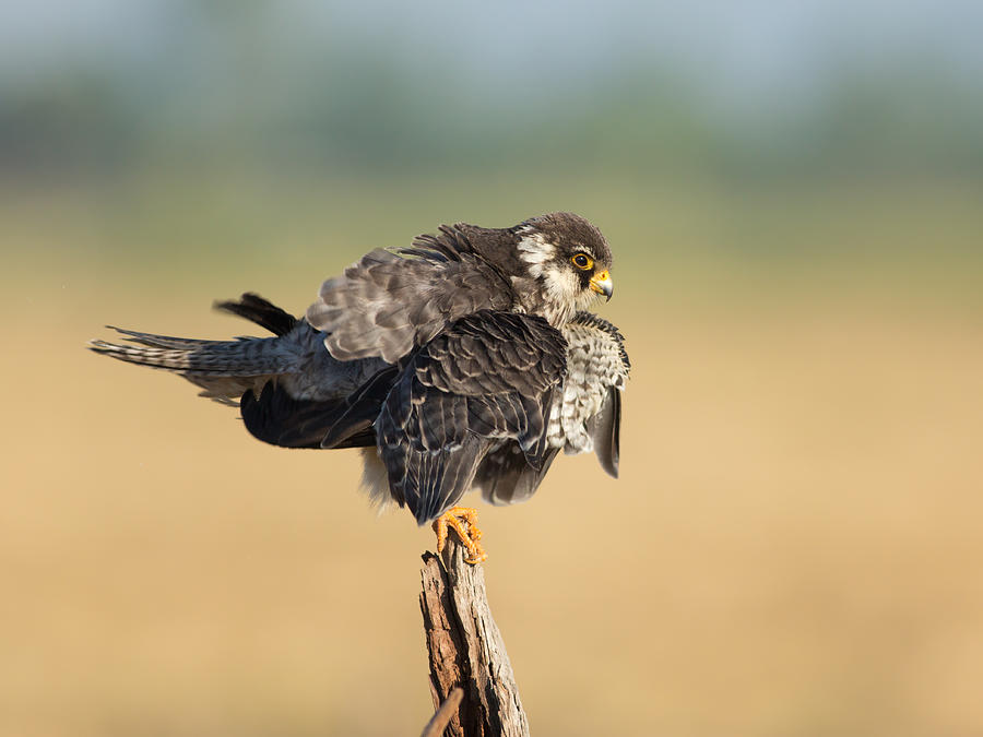 Falcon ,Amur Falcon #1 Photograph by Krisanapong Detraphiphat