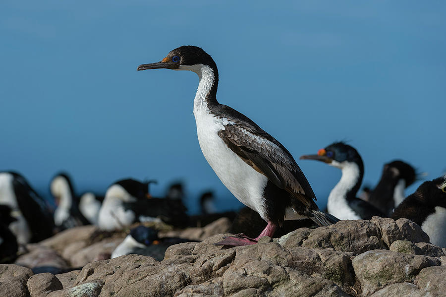 Falkland Islands Photograph by Sergio Pitamitz - Fine Art America