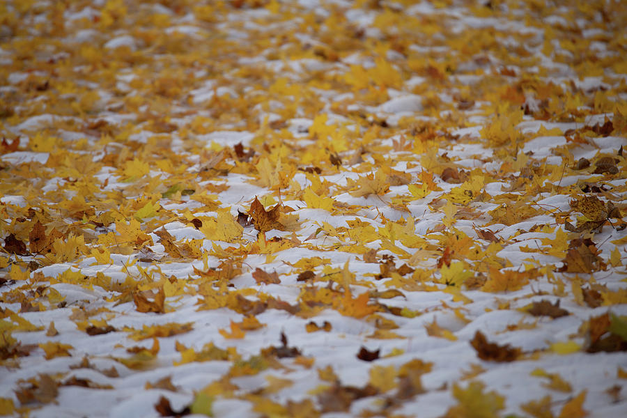 Fall and Winter #2 Photograph by Lauri Novak