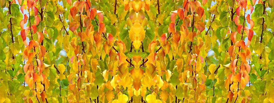Nature Digital Art - Autumn Apricot Leaves by Will Borden