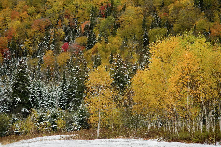 Fall birches and hillside in snow #1 Photograph by Irwin Barrett