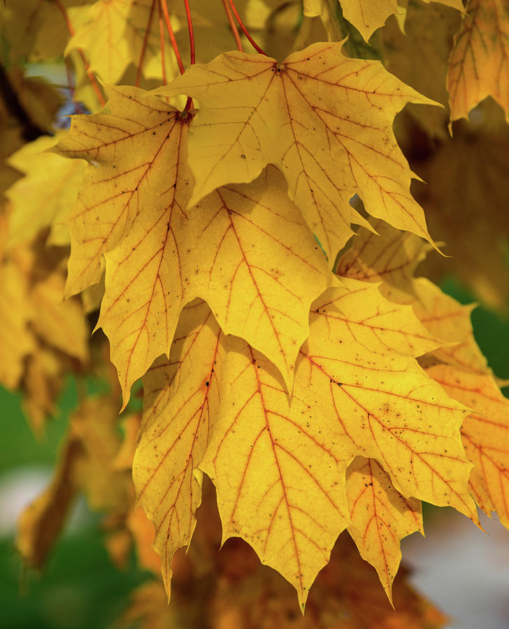 Fall color Photograph by Jenware Photography - Fine Art America