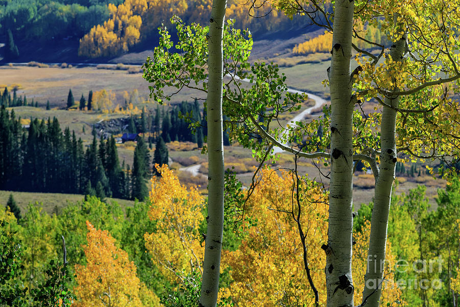 Fall Color Near Crested Butte, Colorado, Usa Photograph