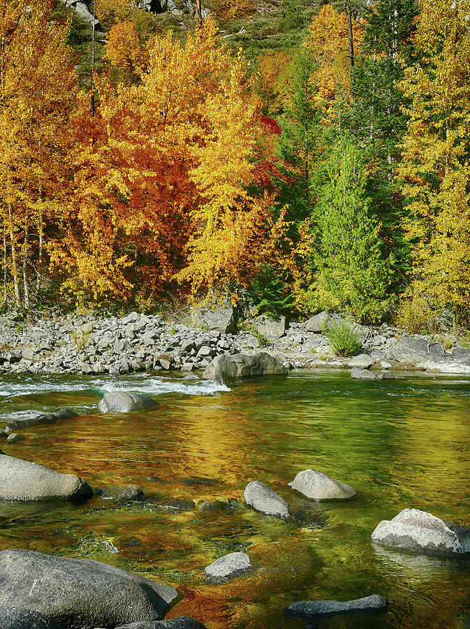 Fall colors and green conifers in Tumwater Canyon  #1 Photograph by Steve Estvanik