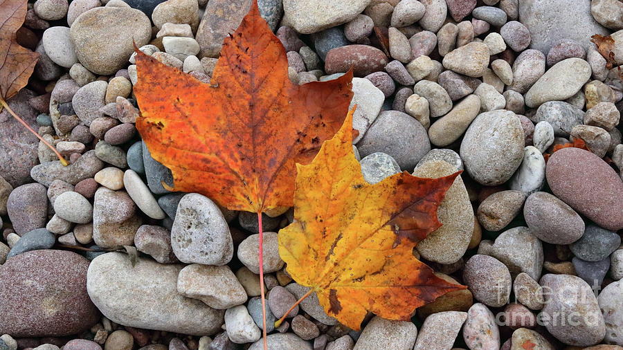 Fall Colors #1 Photograph by Erick Schmidt