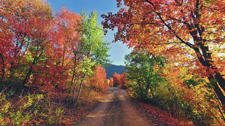 Nature Photograph - Fall colors #1 by Mango Art