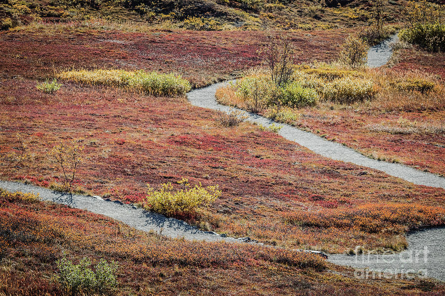Fall Photograph - Fall Colors of the Tundra #1 by Eva Lechner
