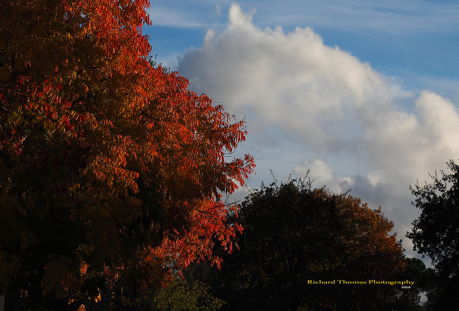 Fall Colors #1 Photograph by Richard Thomas