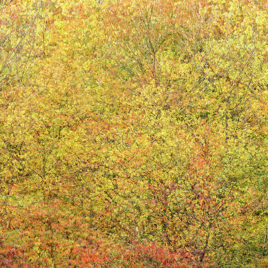 Fall Colors #1 Photograph by Shankar Adiseshan Fall Colors #1 Photograph by Shankar Adiseshan