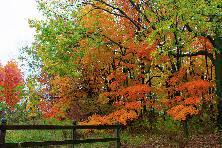 Fall Colors-Trees -Hamilton County Indiana Photograph by William Reagan ...