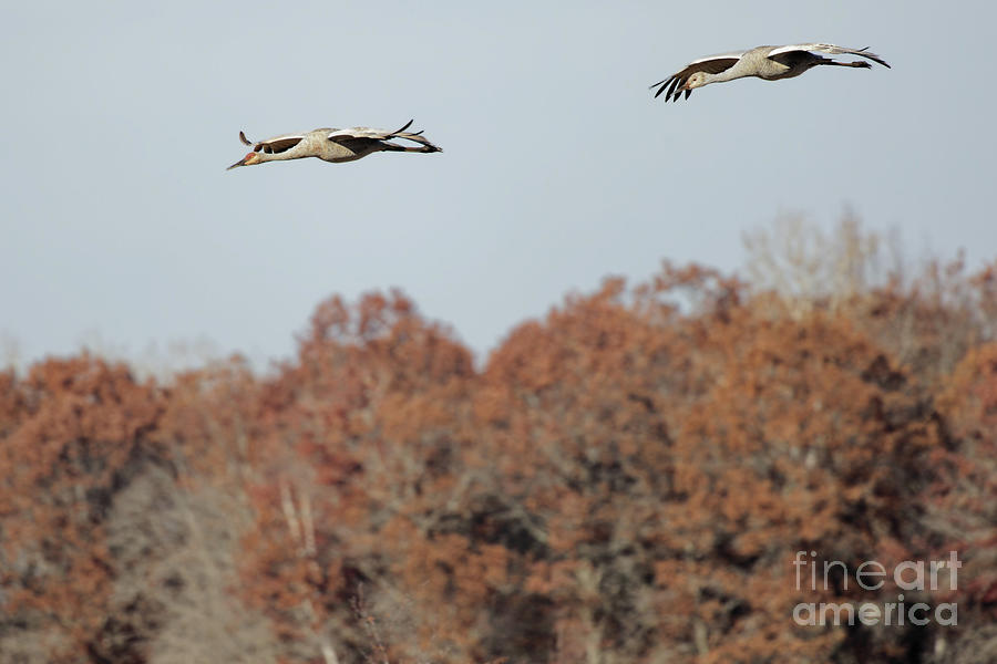 Fall Flight of Sandhill Crane #1 Photograph by Natural Focal Point Photography