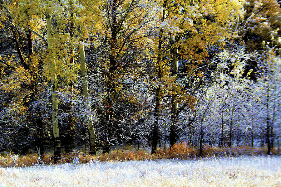 Fall Frost Photograph
