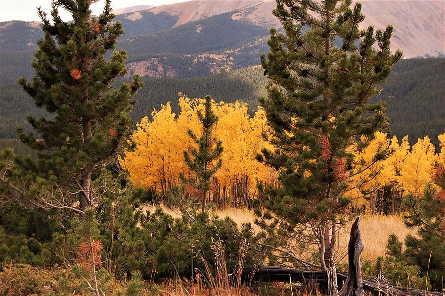Fall In The Rockies #2 Photograph by Christopher James