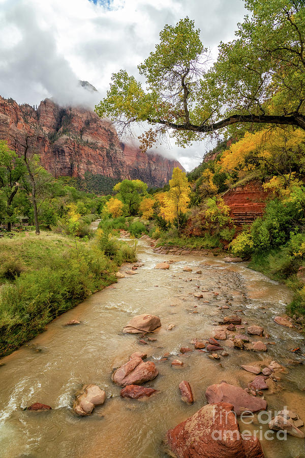 Zion National Park Photograph - Fall in Zion #1 by Roxie Crouch