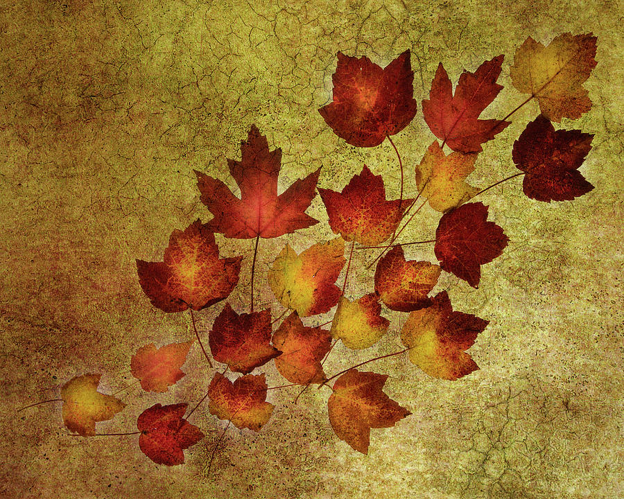Fall Leaves 2 #1 Photograph by Rebecca Cozart