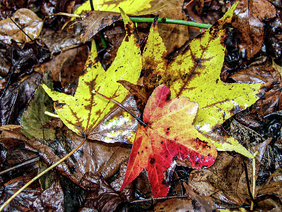 Fall Leaves #1 Photograph by Louis Dallara