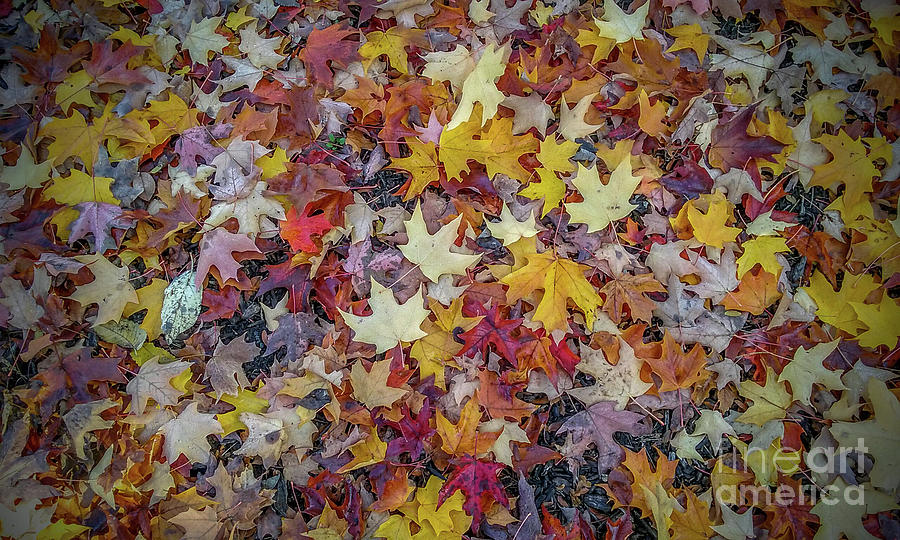 Fall Leaves Photograph by Mark Triplett